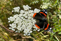bluehwiese_006