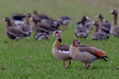 gaense_gruene_260222_001