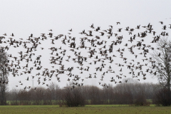 gaense_gruene_260222_003