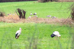 gaense_gruene_260222_005