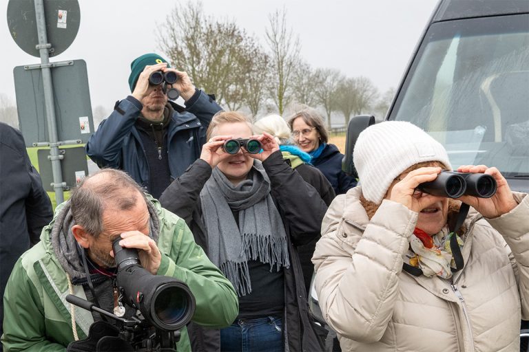 GRÜNE Goch auf Gänsesafari in der Düffel
